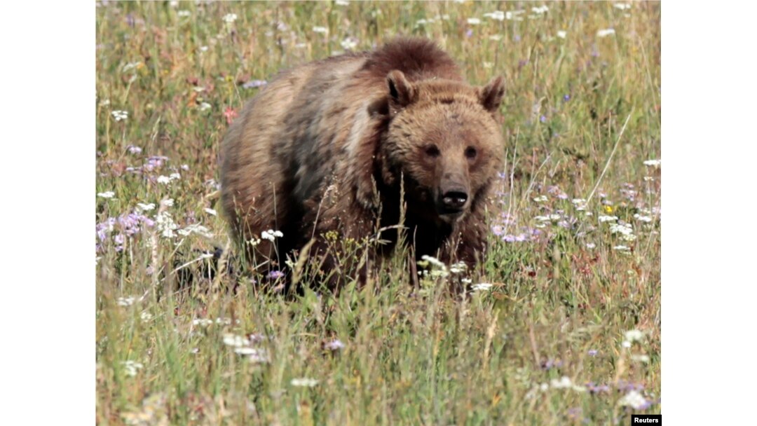 FILE - A grizzly bear walks in a meadow in Yellowstone National Park, Wyoming, August 12, 2011.