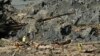 US Mudslide Death Toll Rises; Flooding May Slow Search