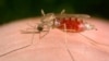 Malaria