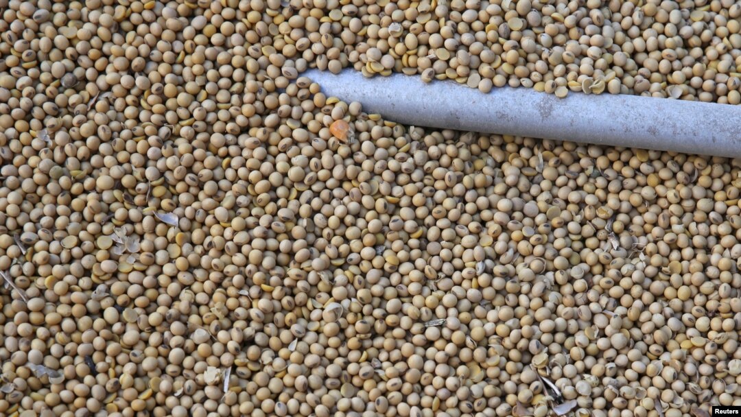 Soybeans sit in a truck as they are loaded at the Ruff Brothers Grain elevator in Leonore, Illinois, July 6, 2018. 