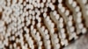 Higher Cigarette Taxes Associated with Lower Infant Death Rate