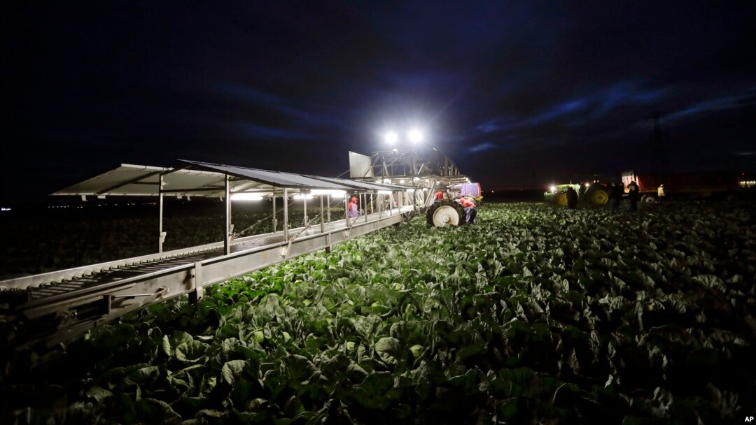 FILE - In this March 6, 2018 photo, farmworkers harvest cabbage before dawn in a field outside Calexico, Calif. 