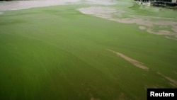 Duckweed floats on the surface of River Garonne, Bordeaux, southwestern France, Sept. 13, 2005.