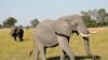 FILE - Two male elephants are seen in the Okavango Delta, Botswana, April 25, 2018. 