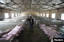 一个农民的养猪场被洪水淹没，他眼看着饲养的6000头猪被淹没不禁哭起来（2016年7月4日）