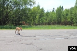 Chernobil, Ukraina