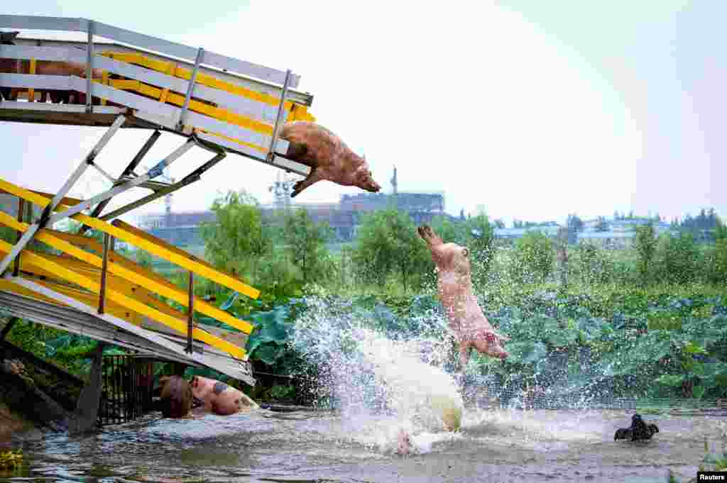 Pigs are herded off a platform into water by breeders during a daily exercise at a pig farm in Shenyang, Liaoning province, China.