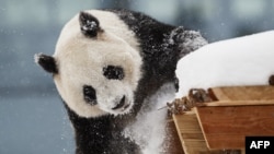 ཧྥེན་ལན་ཌིའི་ཨཱ་ཐེ་རི་ Ähtäri གྲོང་ཁྱེར་གྱི་སྲོག་ཆགས་གླིང་གར་བོགས་མར་ཉར་ཡོད་པའི་རྒྱ་ནག་གི་དོམ་ཁྲ། ད་ལྟ་རྒྱ་ནག་ཏུ་ཕྱིར་སློག་བཏང་ཟིན།
