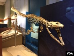 The seafaring lizard Prognathodon kianda was a top predator in the Cretaceous waters. Scientists named this species after Kianda, the ruler of the ocean in Angolan mythology. (J.Taboh/VOA)