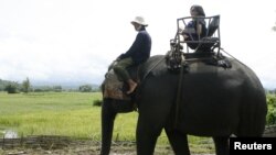Ảnh minh họa: Du khách cưỡi voi tại Đắk Lắk.