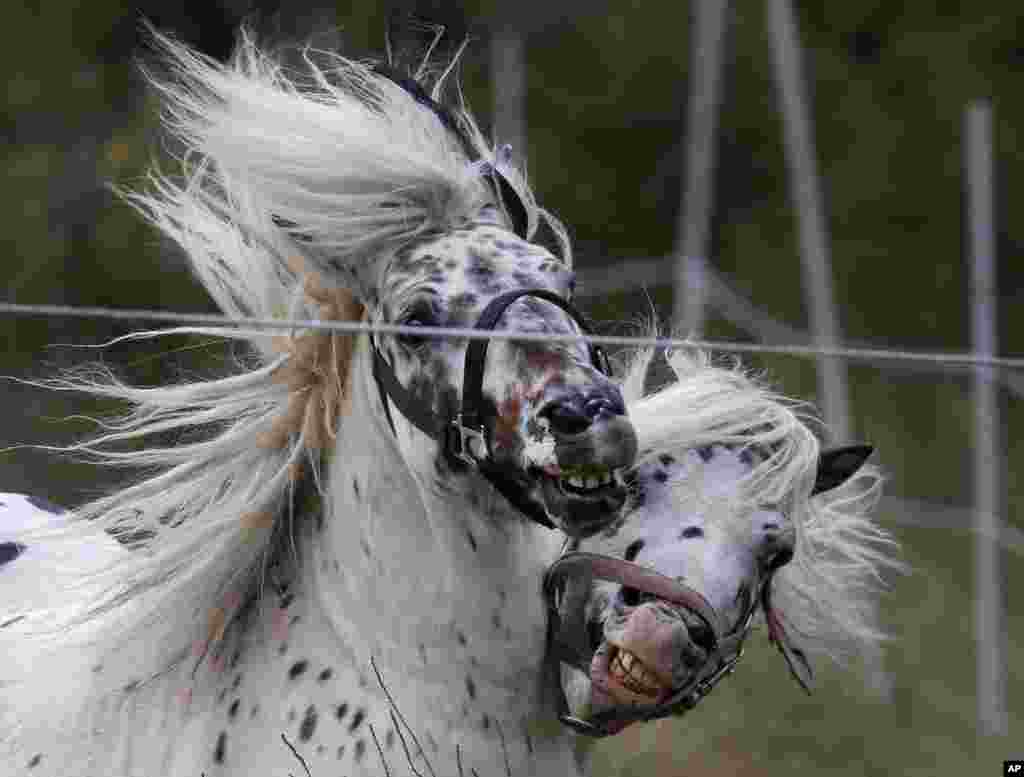 Two horses play in their enclosure in Frankfurt, Germany.