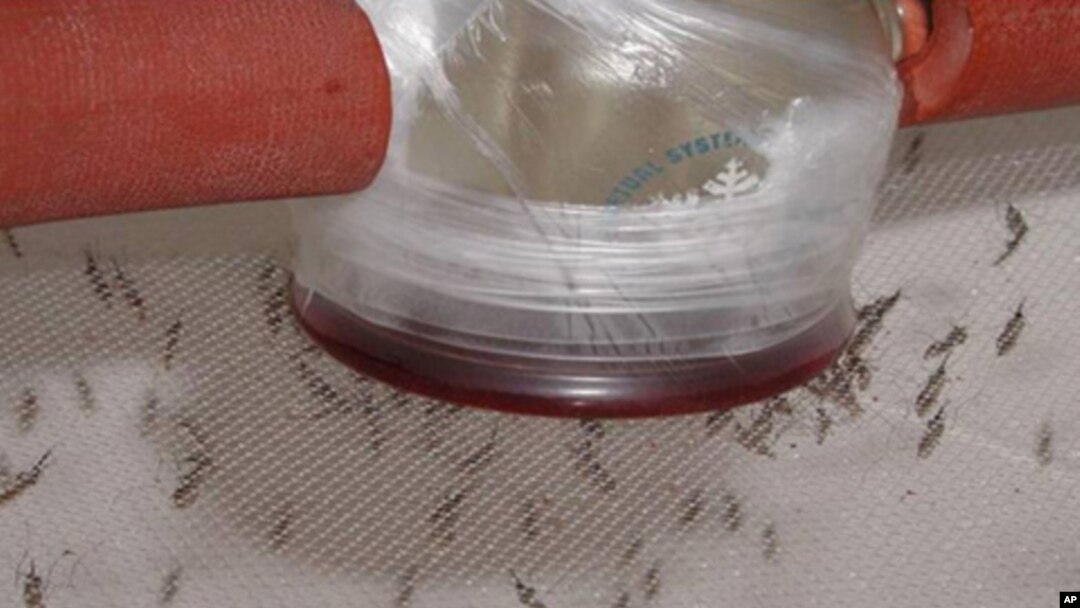 FILE - Adult mosquitoes feed on human blood containing the malaria parasite.