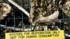 Oysters from cages fair significantly better than oysters planted directly into the marine sanctuary.