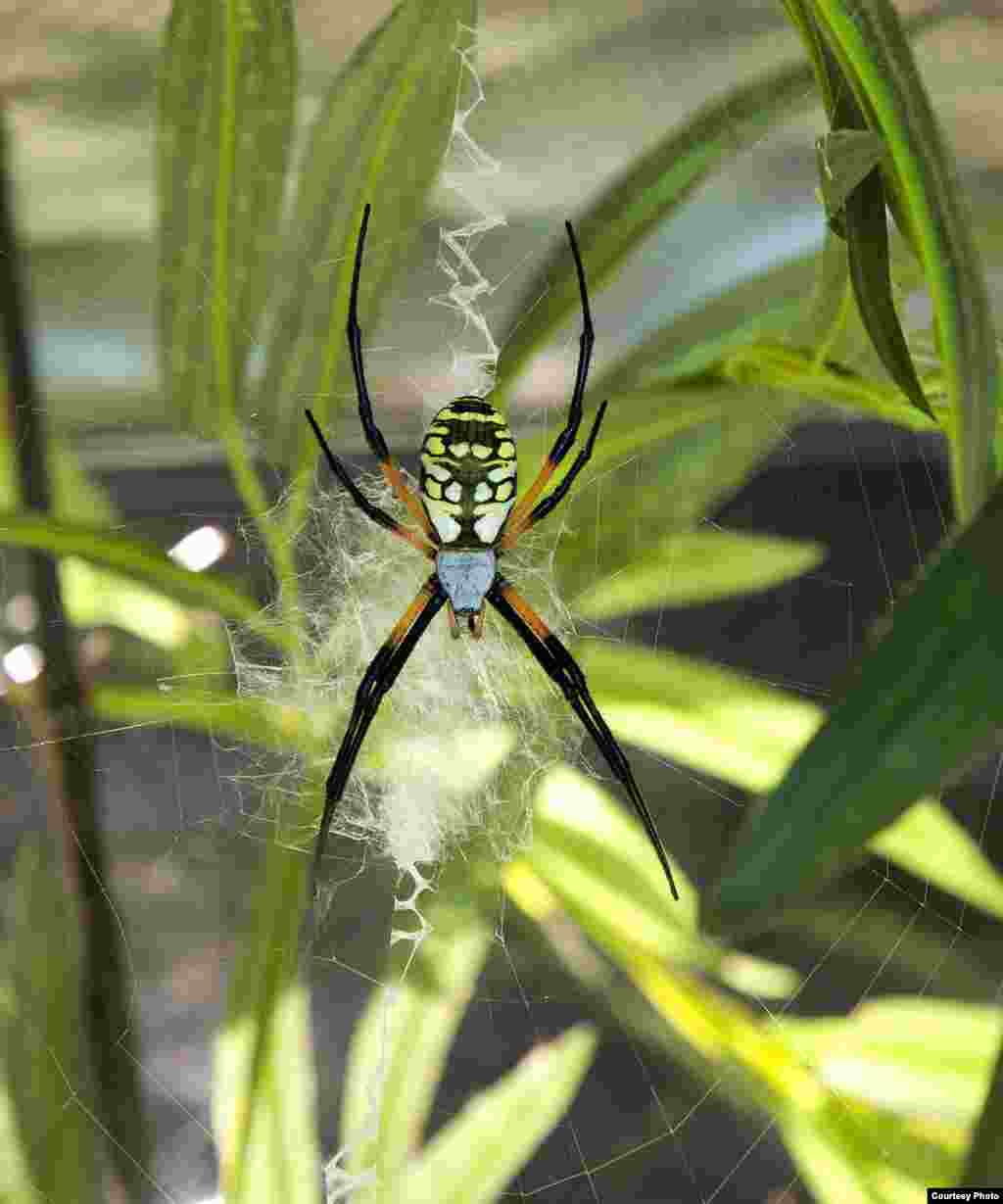 Charlotte’s Web author E.B. White consulted with a museum curator while writing the classic children’s book. She named the main character Charlotte A. Cavatica after a common orb weaver, Araneus cavaticus. (© AMNH\R. Mickens)