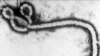 Suspected Ebola Deaths Double in DRC