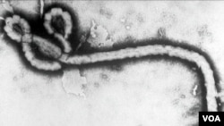 Ebola virus