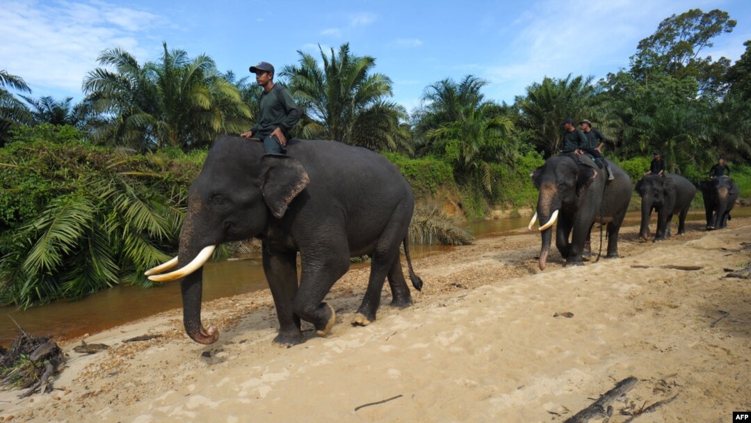 Indonesian mahouts and elephants conducting a patrol along Leuser Ecosystem corridor close to palm oil plantations in Leuser National park, South Aceh, April 16, 2016. 