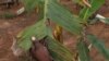 A banana leaf affected with black sigatoka at the National Agricultural Research Organization, Uganda, Sept. 13, 2013. (Hilary Heuler/VOA)