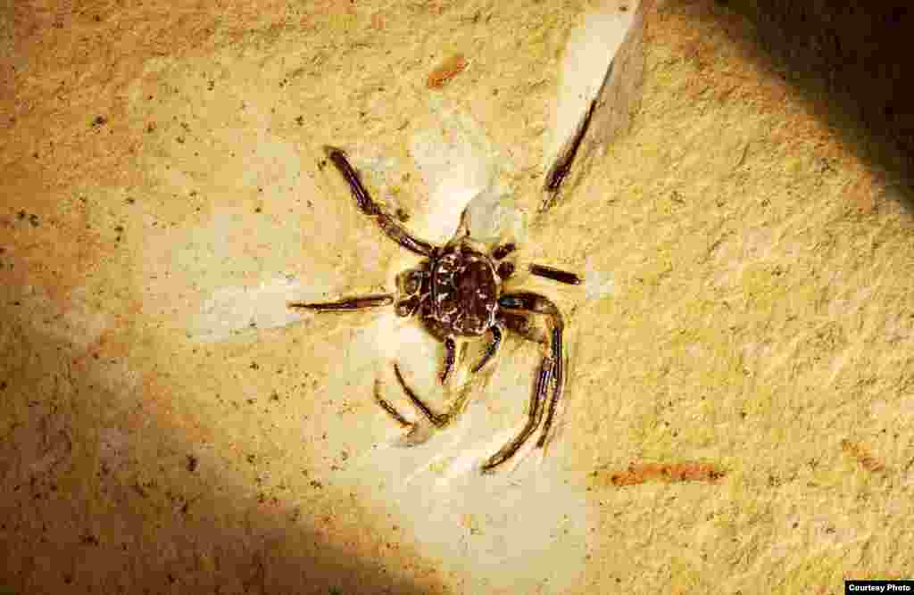 This is a rare 100-million-year-old spider fossil in limestone. Spiders do not preserve well in sediment because they have a relatively soft “shell.” (© AMNH\D. Grimaldi)