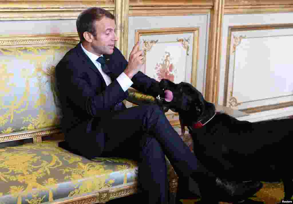 French president Emmanuel Macron gestures towards his dog Nemo during a meeting with the German vice chancellor and the German foreign minister (not shown) at the Elysee Palace in Paris.