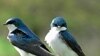 Many common backyard birds nest across North America and migrate through the Gulf of Mexico.