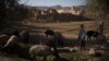A boy stands with his flock of sheep at a village in Wardak province, Afghanistan, Oct. 11, 2021. 