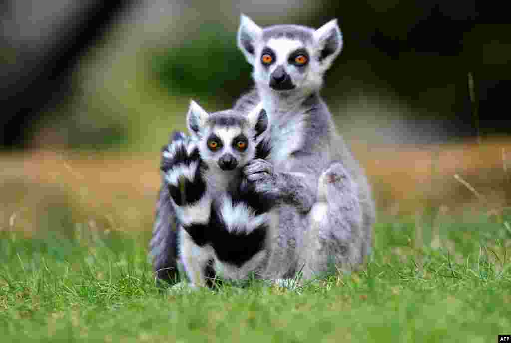 Ring-tailed lemurs sit on the grass in their enclosure at the zoo in Dresden, eastern Germany.