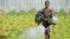 A boy in Benin waters food crops that are growing on land where agriculture previously failed. The water is pumped by means of solar power. (Darren Taylor/VOA)