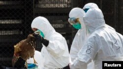 卫生工作者把死鸡从香港的活禽市场清走。（2014年1月28日资料照）