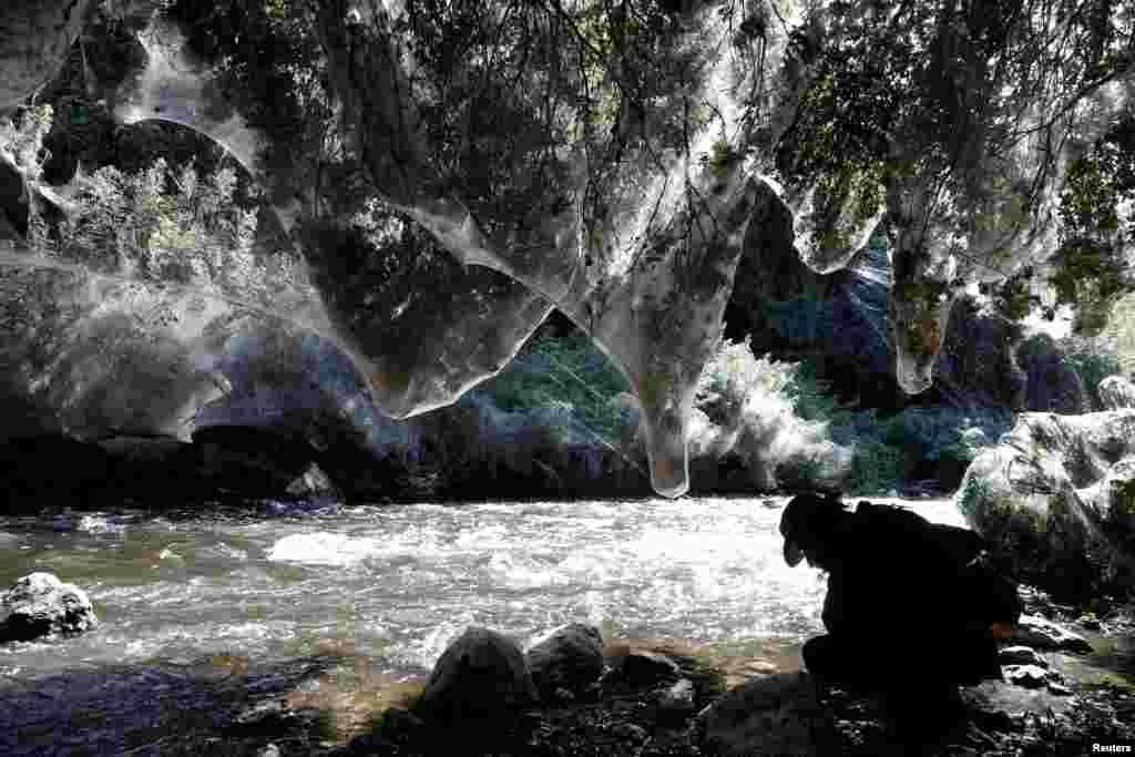 Igor Armicach, a doctoral student at Hebrew University&#39;s Arachnid Collection, looks at giant spider webs, spun by long-jawed spiders (Tetragnatha), covering sections of the vegetation along the Soreq creek bank, near Jerusalem.