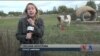 ФАП у Боденьках – “перша ластівка” медичної реформи на селі. Відео