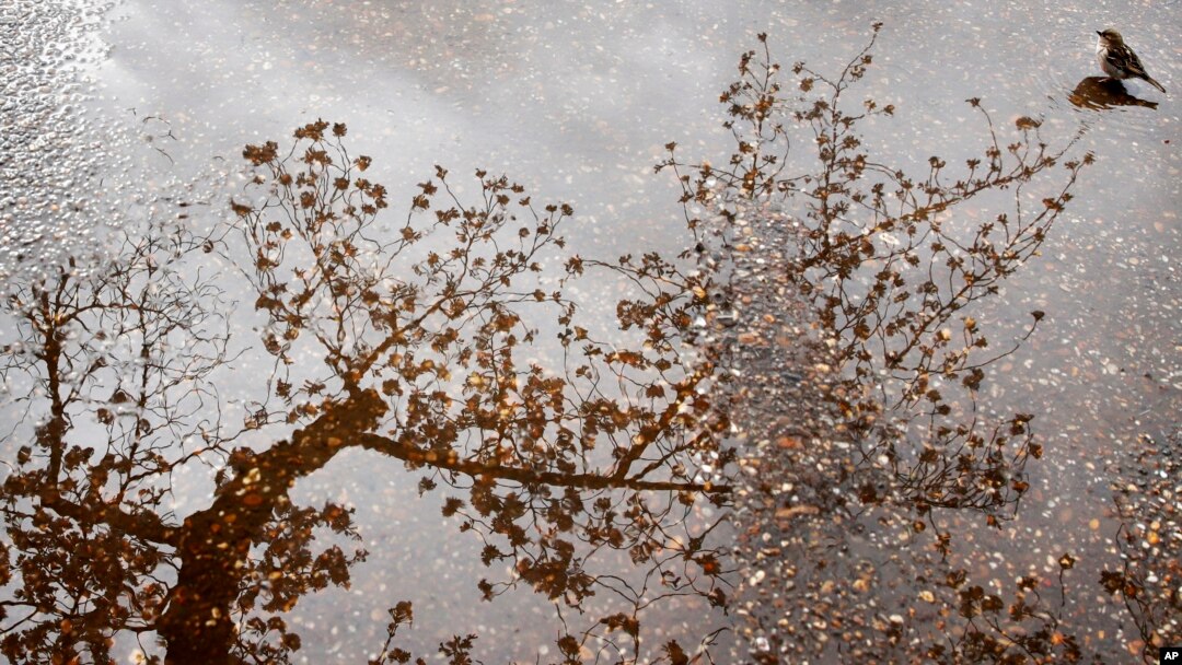 A bird sits in a puddle as a cherry blossom tree with buds and blossoms is reflected in the water, Monday, April 2, 2018, at the tidal basin in Washington.