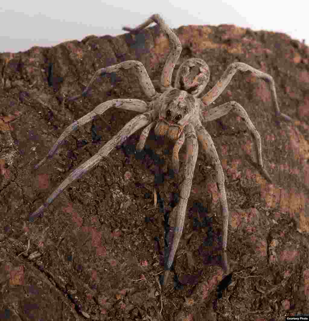 This active hunter searches for food on foot, aided by sharp vision and its ability to sense vibrations—like those of the beating wing on an insect or the patter of steps on the soil. (© AMNH\R. Mickens)