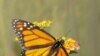 Monarch butterflies protect themselves by eating the milkweed plant, which is poisonous to their natural predators.
