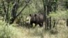 FILE - A rhino is seen in its natural habitat in the Bubi area, about 500 kilometers south of Harare, Zimbabwe, Dec. 20, 2010.