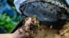 UN: Loss of Bees, Wild Insects Would Devastate World Food Supply