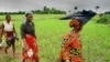 Women Farmers walk home after 10 hours working in Nerica rice fields near Maferenya, Guinea, in this Aug. 19, 2002 photo. Nerica, or New Rice for Africa, was created by crossbreeding Asian and African rice varieties. It has allowed farmers in this West A