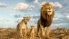 This image released by Disney shows characters Afia, left, Mufasa, center, and Masego, in a scene from "Mufasa: The Lion King." 