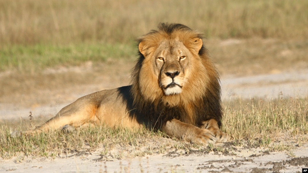 In this undated photo provided by the Wildlife Conservation Research Unit, Cecil the lion rests in Hwange National Park, in Hwange, Zimbabwe. 