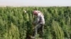 FILE - A man works in a field of cannabis at Hermel, Bekaa.