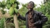 Smallholder agroforestry in Kenya is an example of sustainable intensification, according to Achieving Food Security in the Face of Climate Change report.