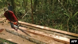 Một người đốn gỗ lậu trong tỉnh Trung Kalimantan ở Indonesia