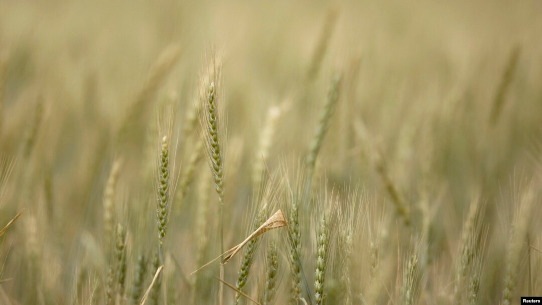 FILE - Stalks of wheat grow at a farm near Gonbad, 550 km (342 miles) northeast of Tehran, May 6, 2008. 
