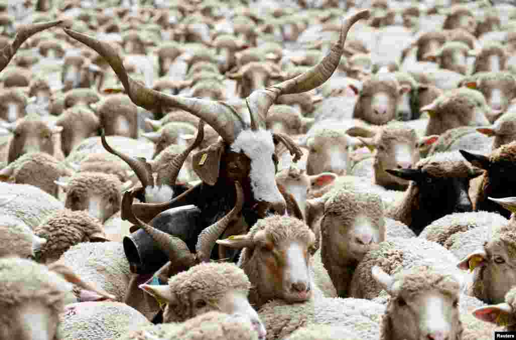 Hundreds of sheep are seen during a protest by French farmers against the government's "Plan loup" (wolf project) which protects wolves that the farmers blame for livestock deaths and financial losses, in Lyon, France.