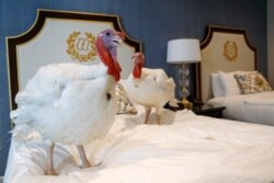FILE - Two male turkeys from North Carolina, named Bread and Butter, that will be pardoned by President Donald Trump, hang out in their hotel room at the Willard InterContinental Hotel in Washington, Nov. 25, 2019..