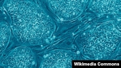 Human embryonic stem cells
