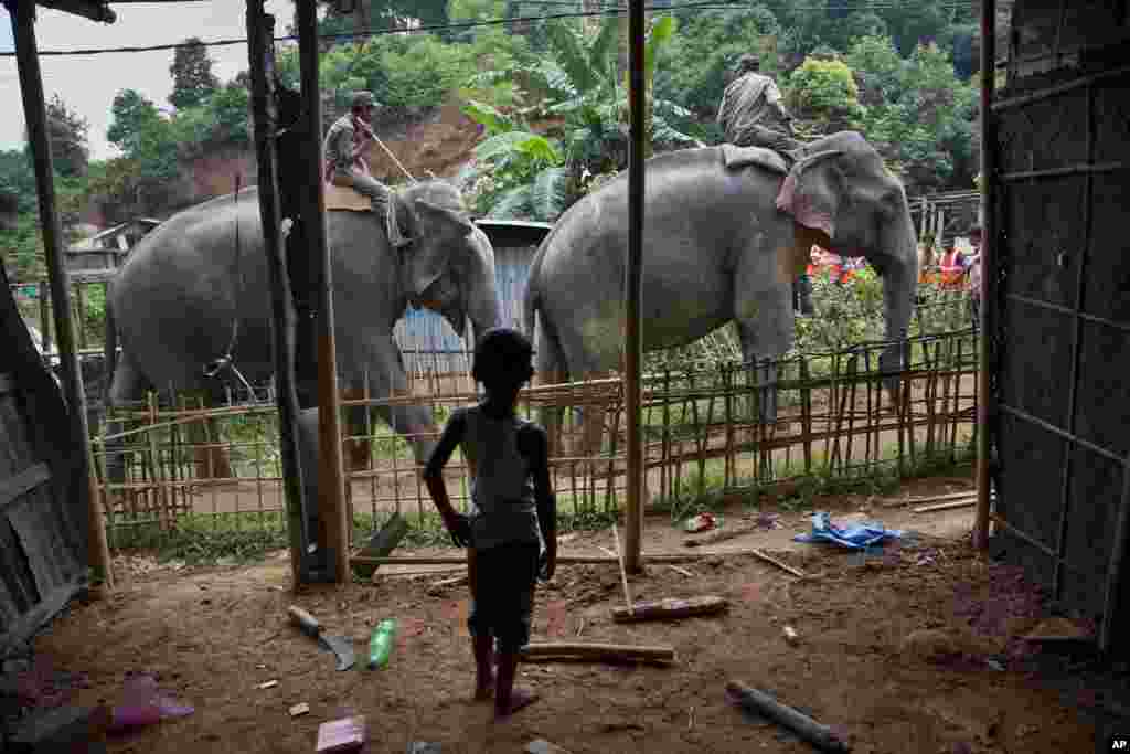 A boy watches elephants arrive to be used in an eviction drive inside Amchang Wildlife Sanctuary on the outskirts of Gauhati, India.