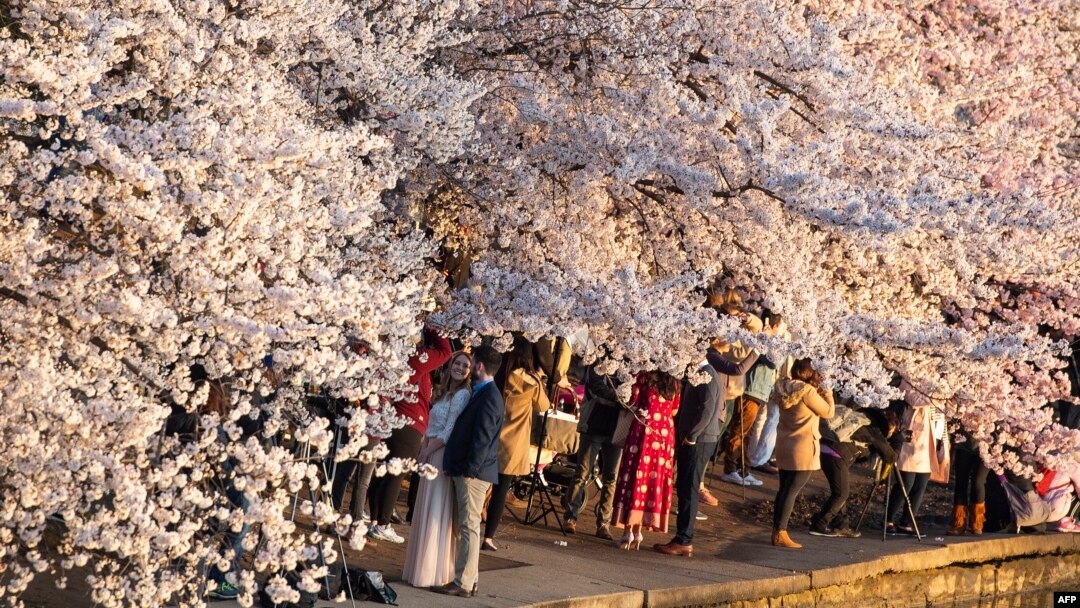 People walk under cherry blossom trees as the sun rises at the Tidal Basin in Washington, DC on April 3, 2019.