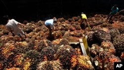 Workers sort palm fruits at a palm oil processing plant in Lebak, Indonesia, Tuesday, June 19, 2012. (AP Photo/Tatan Syuflana)