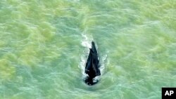 FILE - In this photo provided by Parks Australia, a humpback whale swims in the ocean in Van Diemen Gulf, Australia, Sept. 20, 2020.